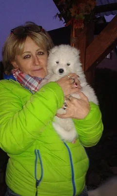 SAMOJED volná štěňata s PP k odběru koncem května